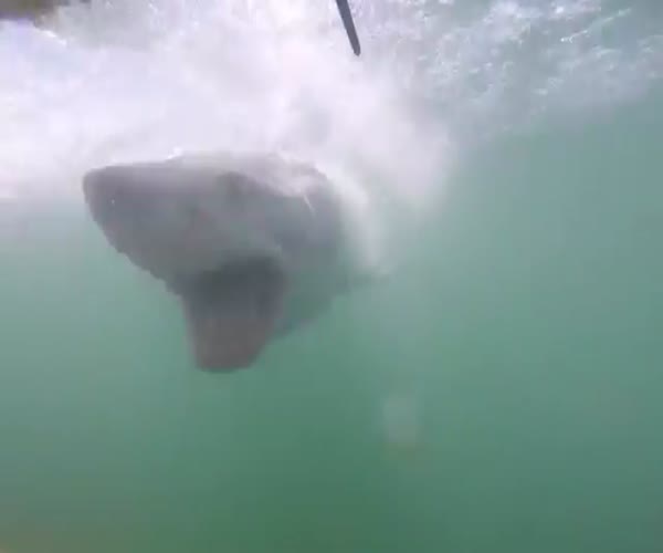 Агрессивная акула попыталась атаковать дайверов (1.106 MB)