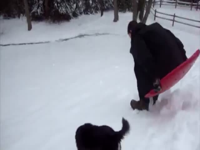 Собаки радуются снегу (10.007 MB)