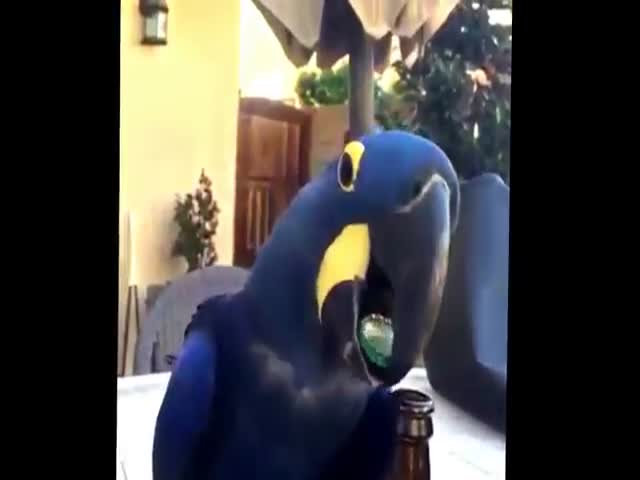 Попугай открывает пиво (918.018 KB)