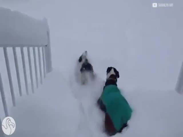 Реакция кошек и собак на первый снег в жизни (2.757 MB)