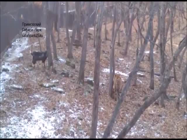 Как развлекаются козел и тигр в Приморском сафари-парке (6.234 MB)
