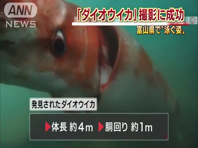Японский дайвер встретил огромного кальмара (3.495 MB)