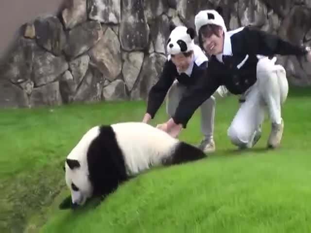 Милая неуклюжая панда (7.094 MB)