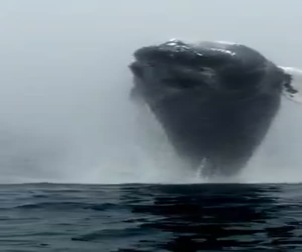 Горбатый кит выпрыгнул прямо перед туристами (1.172 MB)
