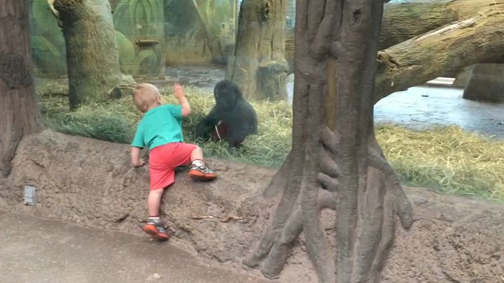 Малыш играет с детенышем гориллы (10.480 MB)