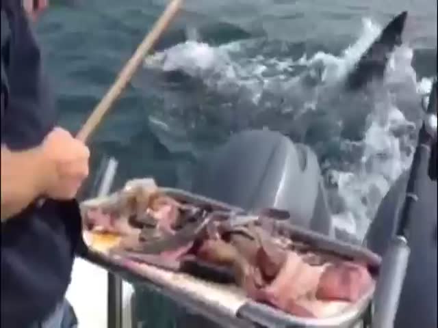 Австралийский рыбак пытается прогнать акулу с помощью щетки
