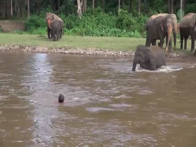 Слон пришел на помощь сотруднику зоопарка, который якобы тонул