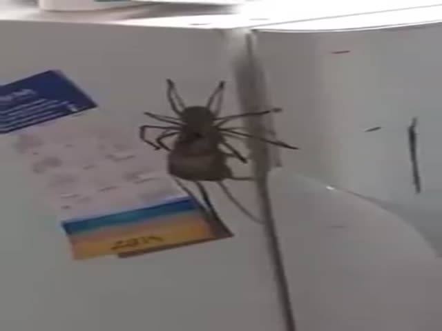 Крабовый паук поймал мышь в доме одного австралийца
