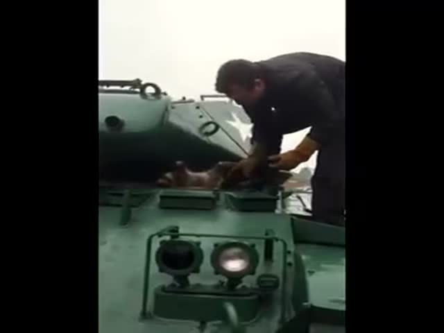 Спасение толстого енота, который застрял в танке