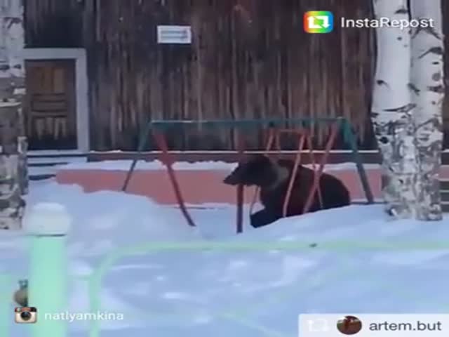 Медведь катается на качелях в Томской области