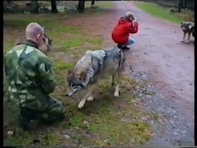 Сотрудница зоопарка поставила зарвавшегося волка на место