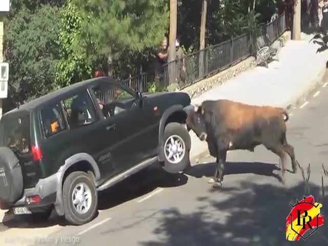 Бык атаковал автомобиль во время традиционного забега быков в Испании