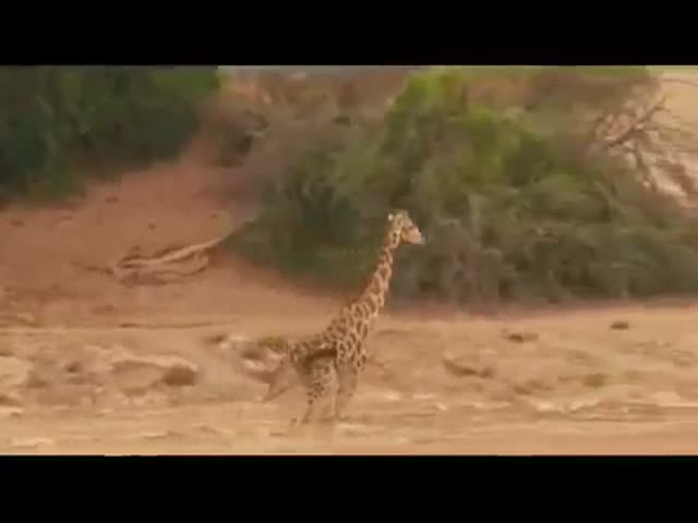 Неудачная охота львов на жирафа