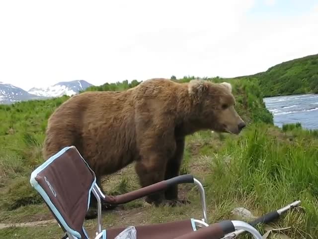 Медведь подошел к фотографу, снимавшему его собратьев