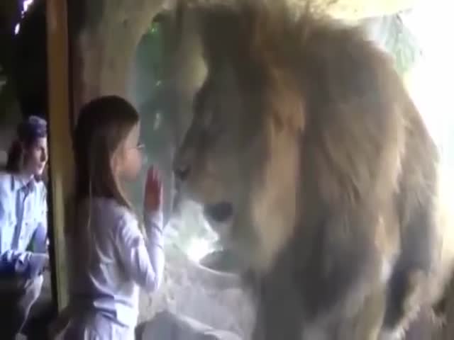 Общение льва и маленькой девочки через стекло (845.270 KB)
