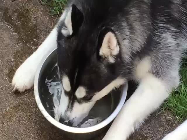 Собака пускает пузыри в миске с водой (4.722 MB)