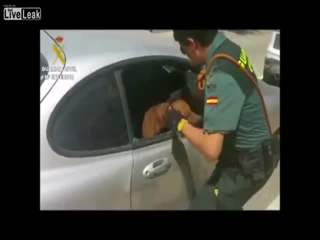 Испанские полицейские спасли собаку, которую заперли в машине в сильную жару (6.480 MB)
