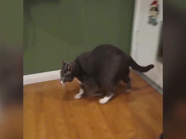 Кошка с трудом пролезает в специальную дверь (2.408 MB)