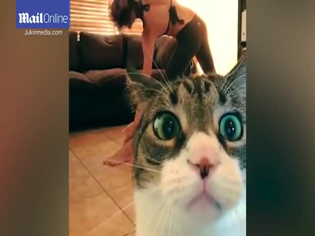 Кот мешает хозяйке записывать видео (2.503 MB)