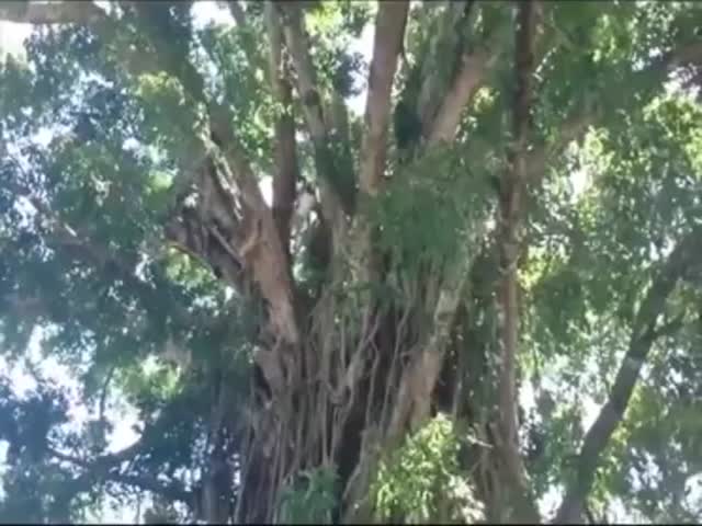 Парень залезает на дерево со скоростью обезьяны