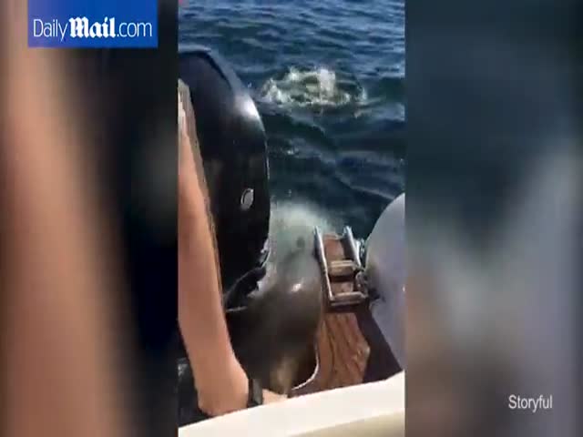 Тюлень спасался от косаток и залез в лодку