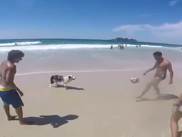 Парни, девушка и собака неплохо перекидывают мяч