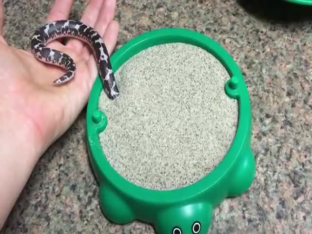 Песчаный удав рад новой игрушке