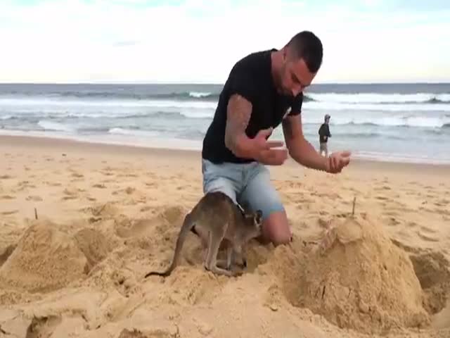 Парень и его ручной кенгуру