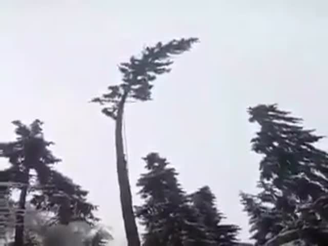 Как не стоит спиливать дерево