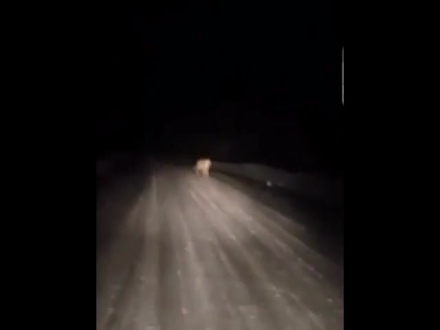 Тигры на дороге в Приморском крае