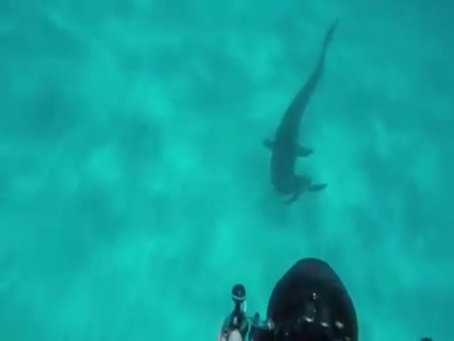 Тигровая акула отогнала водолаза от своей добычи