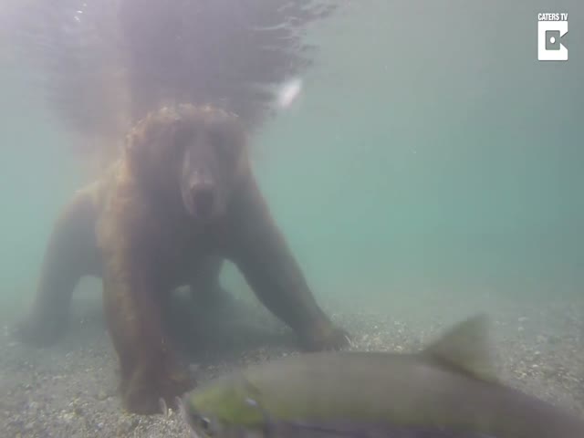 Медведь ловит рыбу в реке Озерная на Камчатке