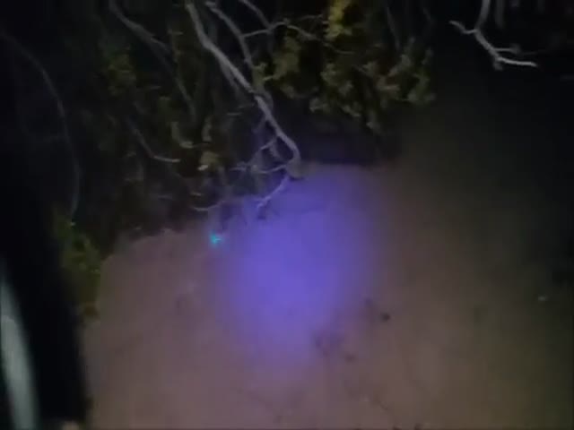 Поиск скорпиона в песке с помощью ультрафиолета