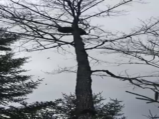 Медведь залез на дерево и применил запрещенный прием