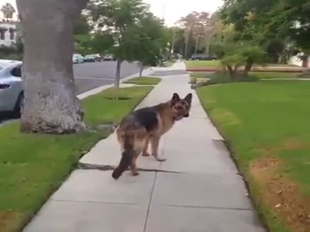 Хозяин подшутил над своей собакой во время прогулки