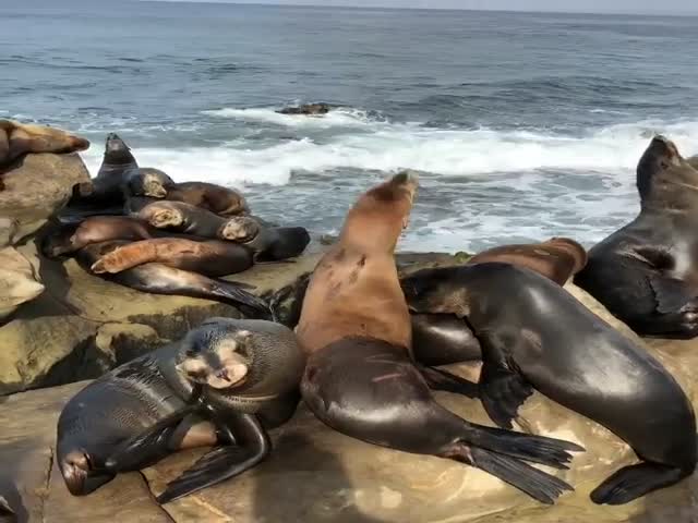 Тысячи морских львов оккупировали побережье Сан-Франциско