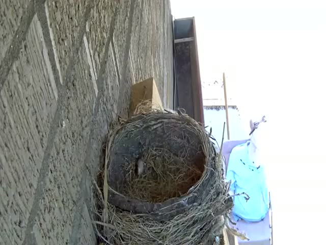 Ястреб заметил гнездо зарянки и утащил двух птенцов