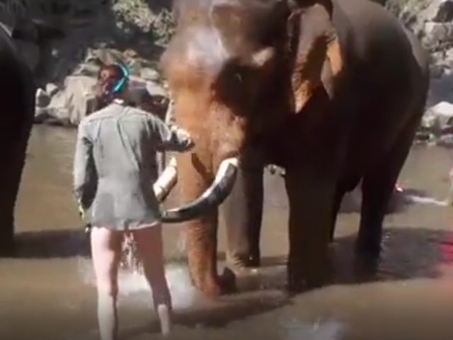 Слон откинул незадачливую туристку