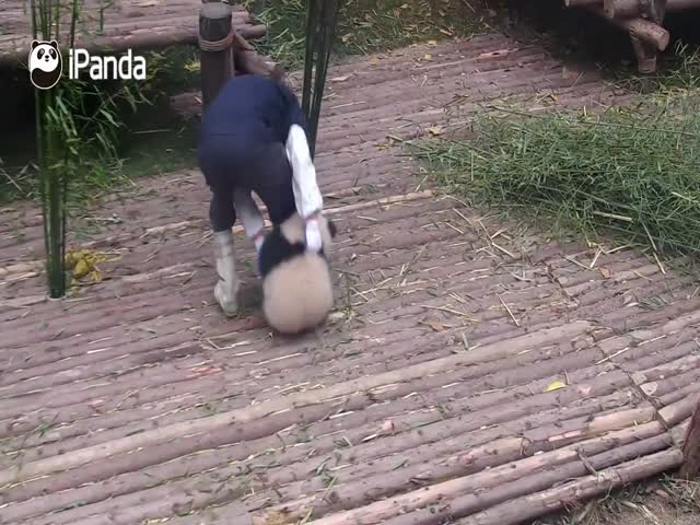 Маленькая панда требует внимания