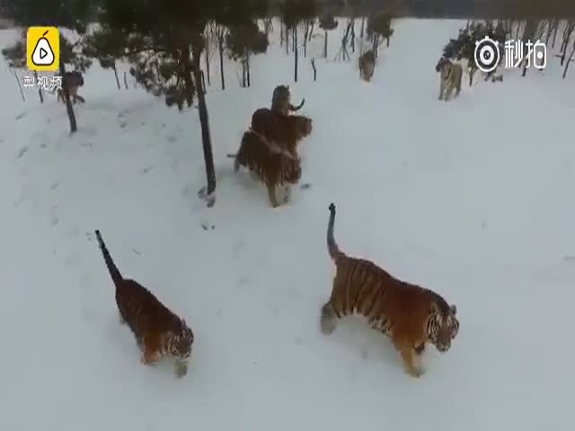 Тигры в зоопарке гоняются за дроном
