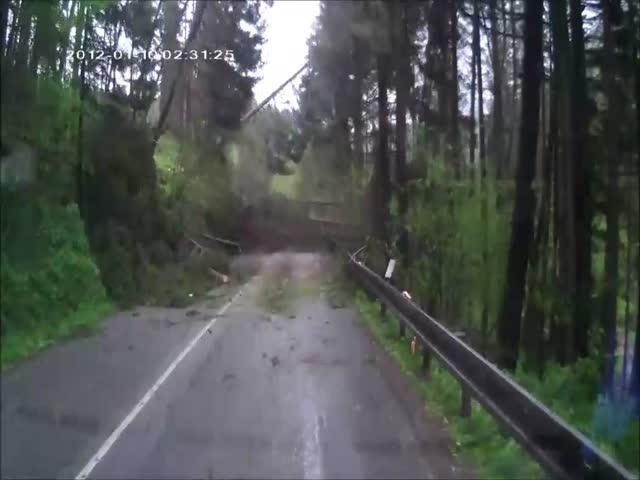 Массовое падение деревьев на лесной дороге