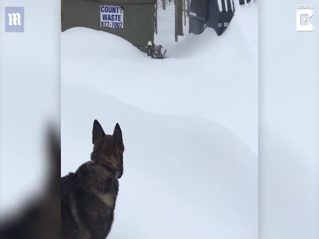 Овчарка помогает питбулю, который не может преодолеть снег