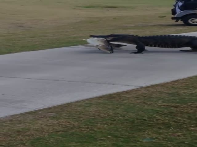 Крокодил поймал рыбу в пруду на поле для гольфа