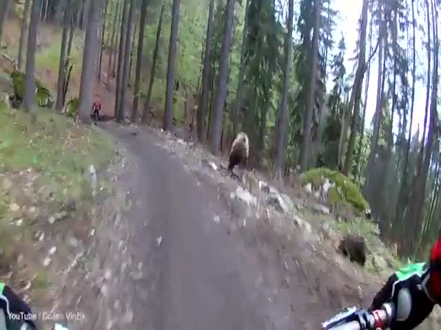 Встреча с медведем в лесу в Словакии