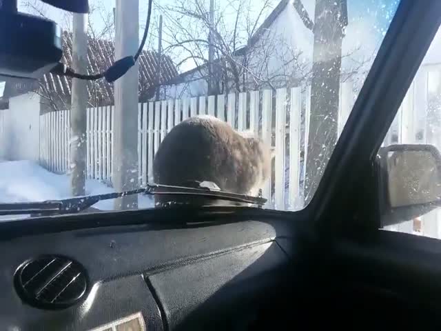 Кот отомстил водителю, который пытался его прогнать