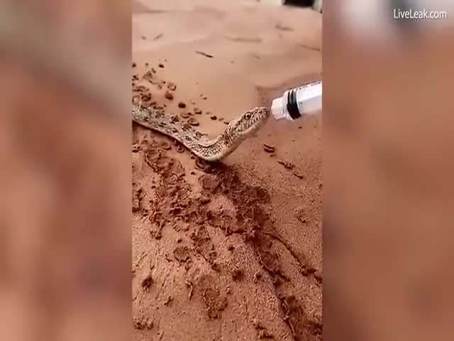 Люди напоили страдающую от жажды змею в пустыне в Саудовской Аравии