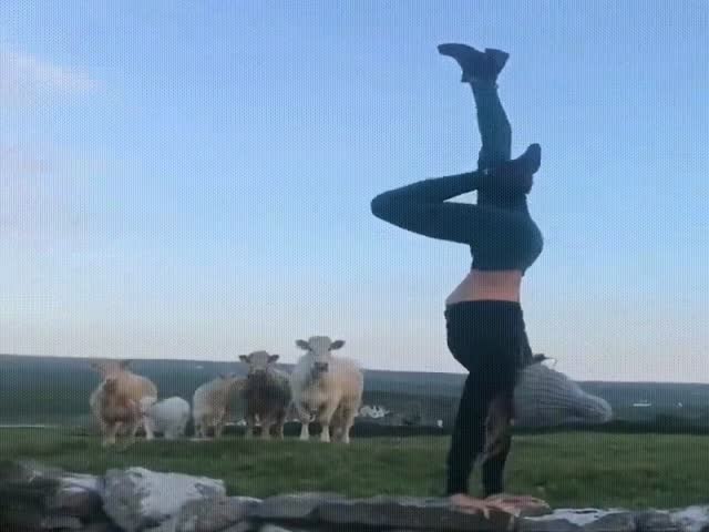 Коровы наблюдают за упражнениями девушки