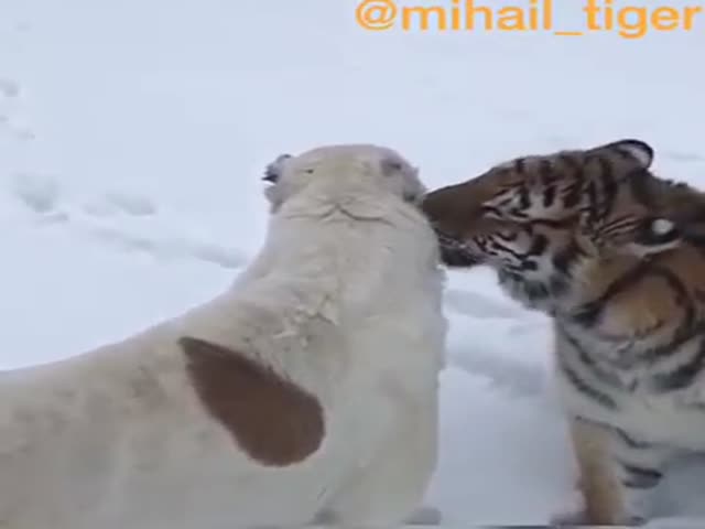 Тигр радуется своему другу алабаю