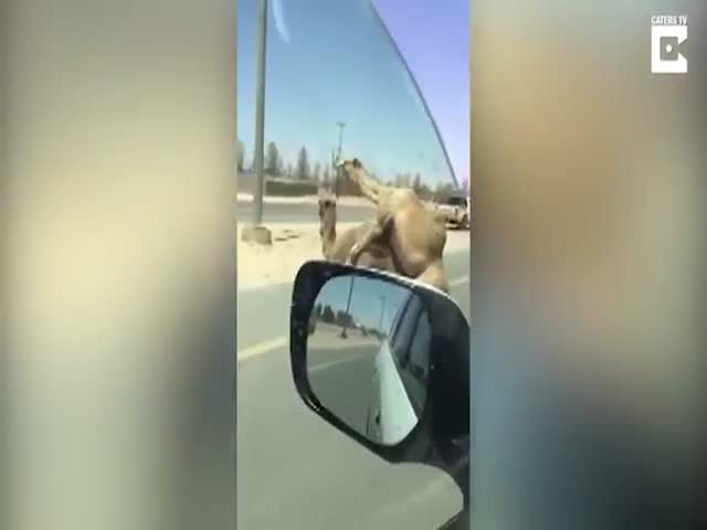 Верблюды решили влюбиться прямо на трассе возле Дубая