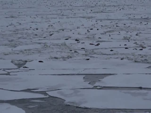 Тысячи тюленей возле нефтяной платформы в Печорском море
